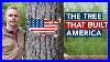 The-Tree-That-Built-America-01-uzd